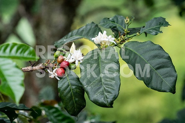 Regional Stock | Planta de café con sus granos, flores y hojas -  F020007005000